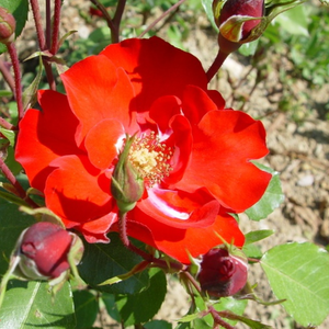 Rdeča - Roza - La Sevillana® - Na spletni nakup vrtnice